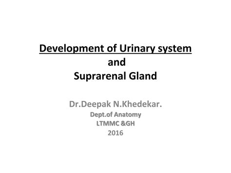 Urinary System & Suprarenal Gland.DK.pptx