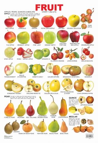 Fruit Chart - 1 : Children Reference Laminated Educational Chart By ...