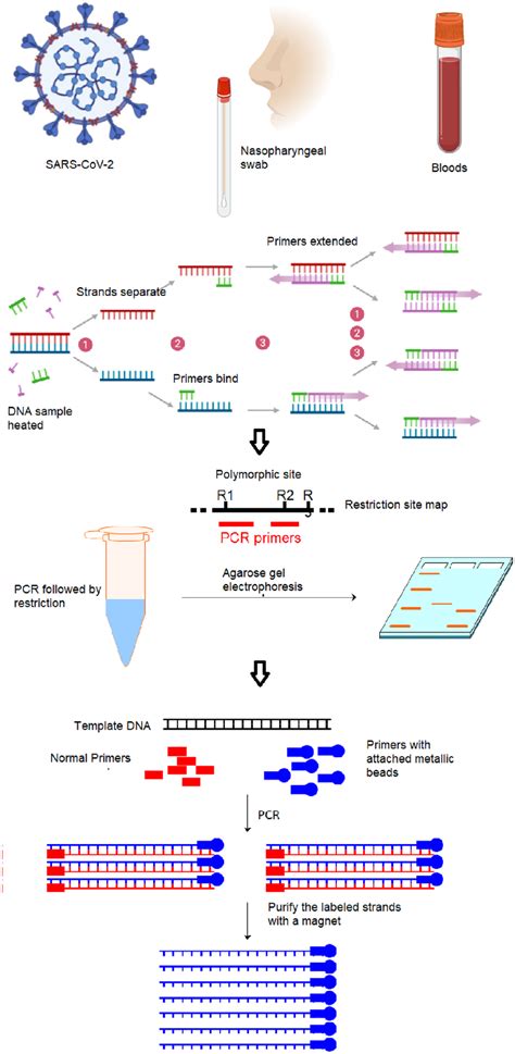 RT-PCR Method 的图像结果
