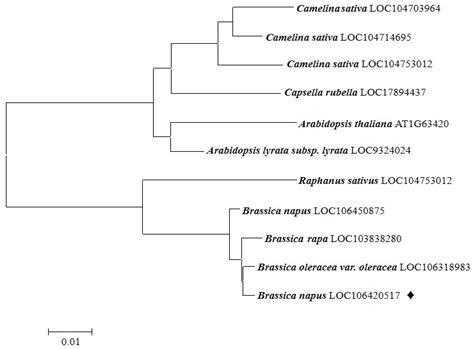 O-Glycosyltransferase Gene BnaC09.OGT Involved in Regulation of ...