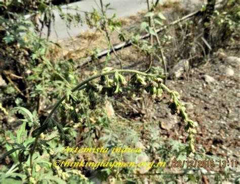 Medicinal Plant Details