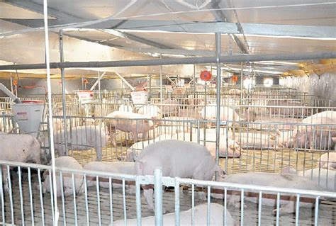 建一个年出栏1000头肥猪的猪场成本是多少钱？