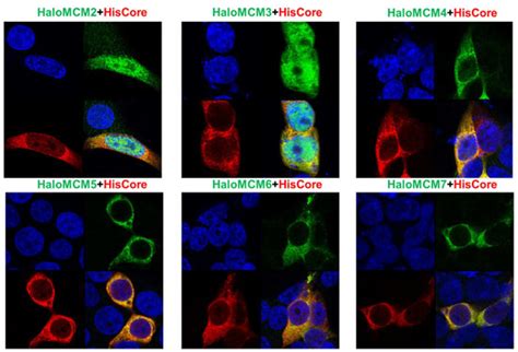 Identification of the Interaction between Minichromosome Maintenance ...