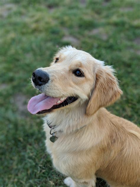 My 1 year old golden retriever. https://ift.tt/2yqVLbq cute puppies ...