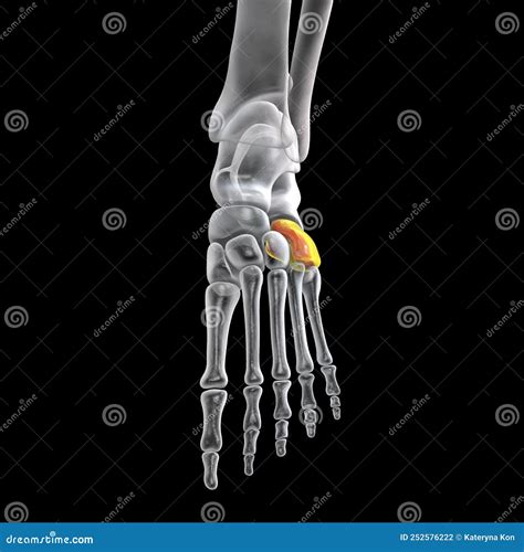 Human Foot Anatomy. Cuboid Bone of the Foot Stock Illustration - Illustration of tibia, bones ...