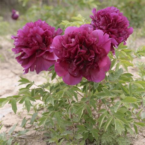 Peony in china has a long and profound history, | Plant peonies ...