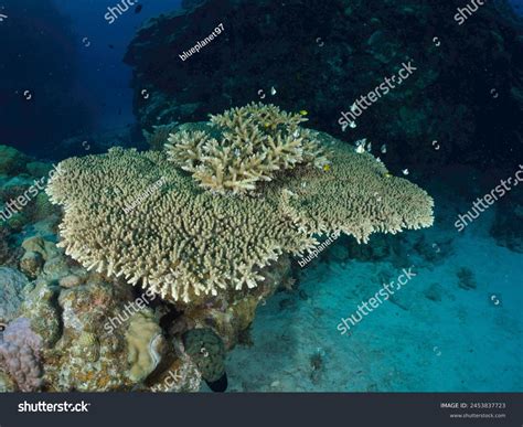 Branching Staghorn Coral Acropora Cervicornis Hermatypic Stock Photo 2453837723 | Shutterstock