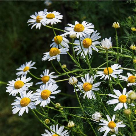 German Chamomile seeds | The Seed Collection