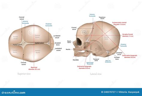 Fetal Skull Dimensions. Superior View and Lateral View of the Fetal ...