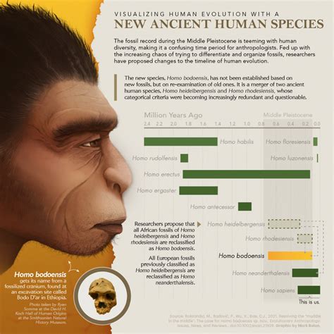 Ancient Human Evolution 的图像结果