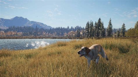 theHunter: Call of the Wild™ - Labrador Retriever