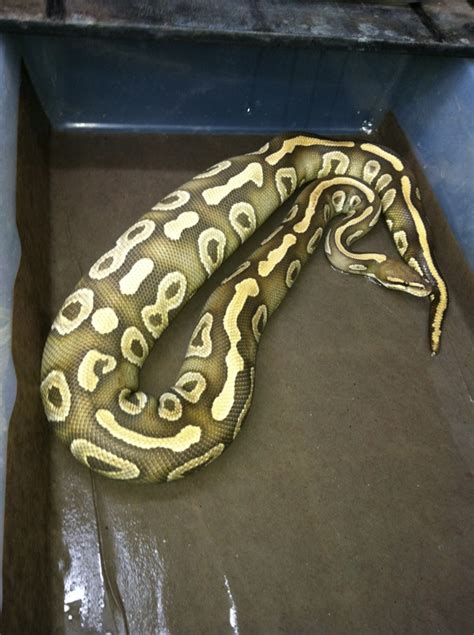 How to Take Care of Ball Python 的图像结果