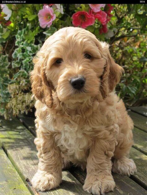 Image result for Cockapoo Bird