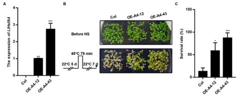 The Heat Stress Transcription Factor LlHsfA4 Enhanced Basic ...