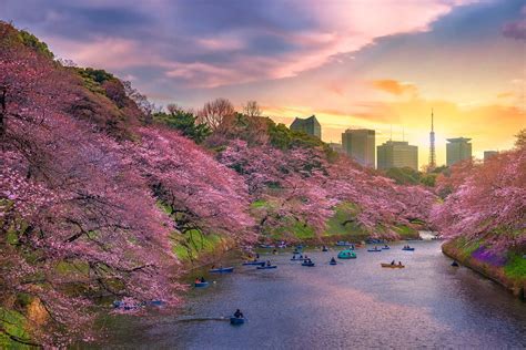 Tokyo Cherry Blossoms: The 10 Best Viewing Spots of 2021 - Tokyo Night Owl