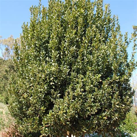 Buy Bay Laurel Seeds - Laurus Nobilis, Fragrant Culinary Herb ...