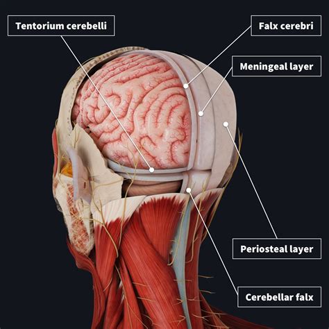 Layers Of The Brain Anatomy Brian Owens Image: Brain Structure And