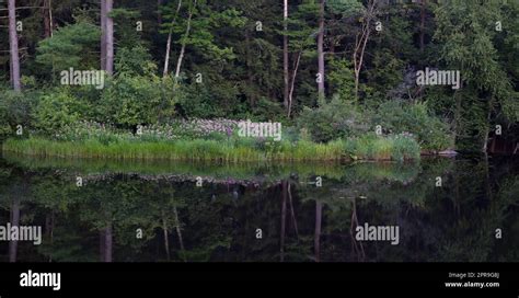 Simple Nature 的图像结果