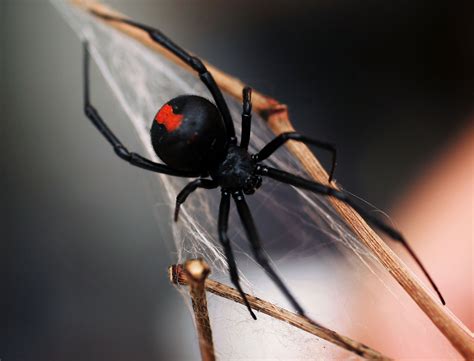World's deadliest spider: the funnel-web - Australian Geographic