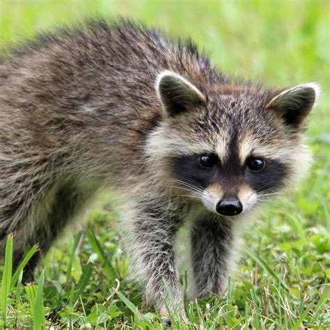 Exploring State Animals: Discover Fascinating State Mammal Facts - 50states