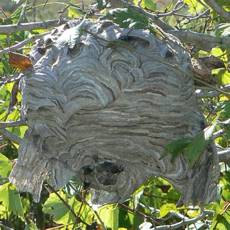 Dolichovespula maculata (Bald faced Hornet)'s nest - a photo on Flickriver
