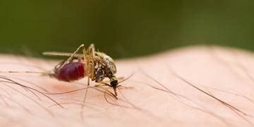 Pest Exhibit – Mosquitoes | Mortein IN | Mortein