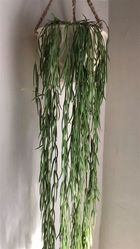 16 Plants are cool ideas | plants, plant decor, house plants