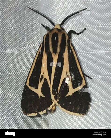 Harnessed Tiger Moth (Apantesis phalerata Stock Photo - Alamy