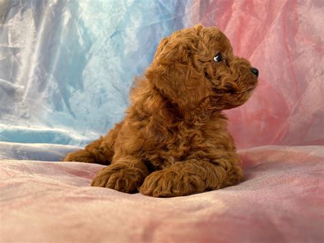 Image result for Red Cockapoo Puppy