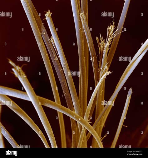 Split Ends Microscope