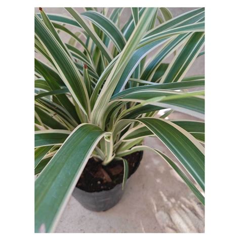 Dianella tasmanica cv. Variegata | Seeding