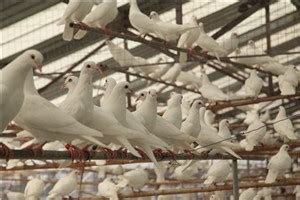 养鸽日记饲养管理之——生产鸽的管理3_种鸽-肉鸽-天成鸽业养殖基地