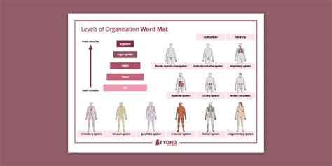Levels of Organisation Word Mat | KS3 | Beyond Science