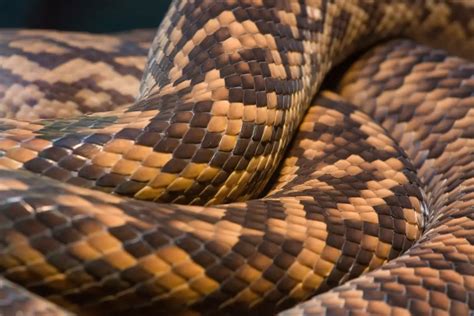 Image result for Small Python Australia