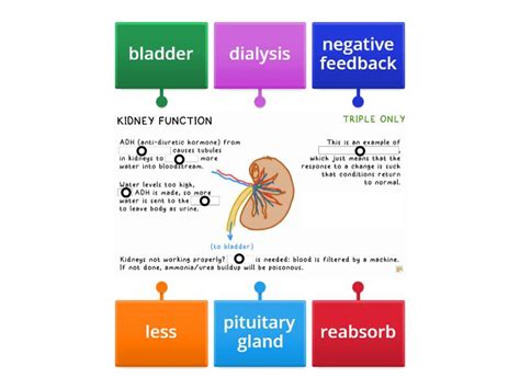Kidney Function 的图像结果