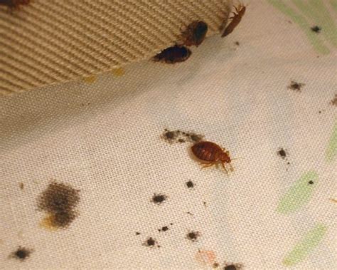 9 Signs Of a Bed Bug Infestation - Pest Control Gurus