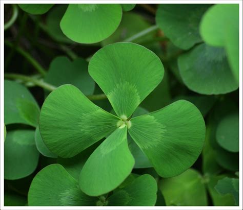 4-leaf clover plant photo- m.murphree | Plants, Plant leaves, Clover plant