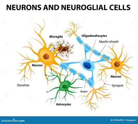 Image result for Brain Cell Types