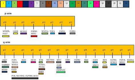 Genetic etiology of cleft lip and cleft palate