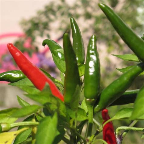 Mexican Habanero Chilli Pepper (Capsicum chinense) - approx. 10 seeds