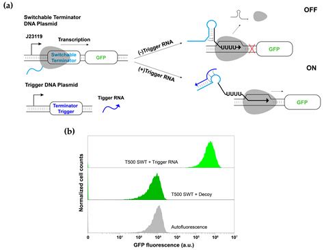 Multilevel Gene Regulation Using Switchable Transcription Terminator ...