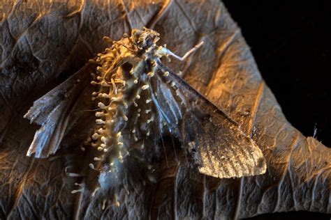 The surprising real world uses of zombie fungi | National Geographic