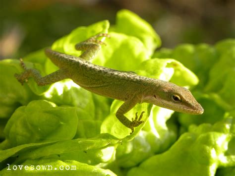 What Is Habitat Of Lizard at Edward Huffine blog