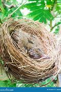 Image result for Bird That Make Nest From Grass