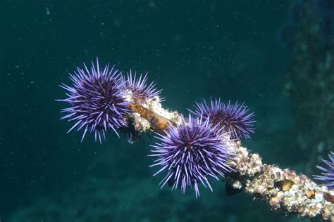 Purple Sea Urchin Color