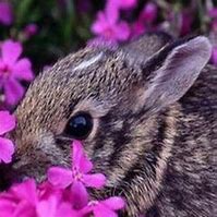 Image result for Most Adorable Baby Bunnies