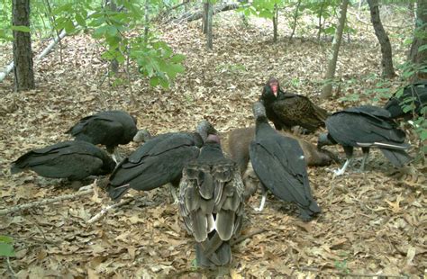 An ecological tale of two scavengers - UGA Today - species of vultures in north america