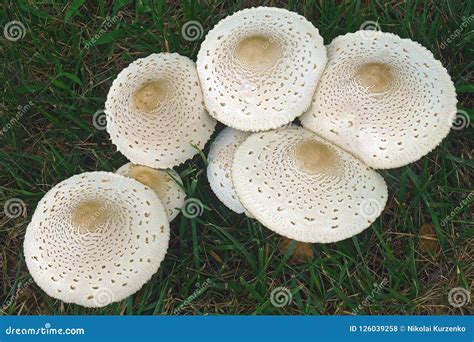 False parasol mushroom. stock photo. Image of mycological - 126039258
