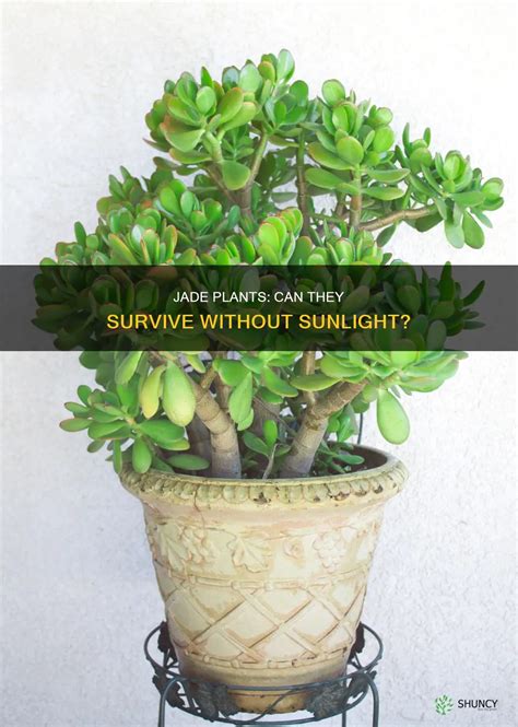 Jade Plants: Can They Survive Without Sunlight? | ShunCy
