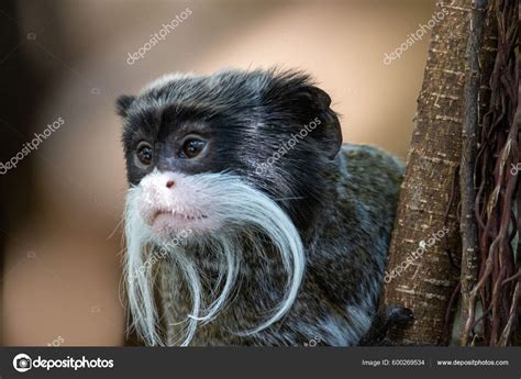 Emperor Tamarin